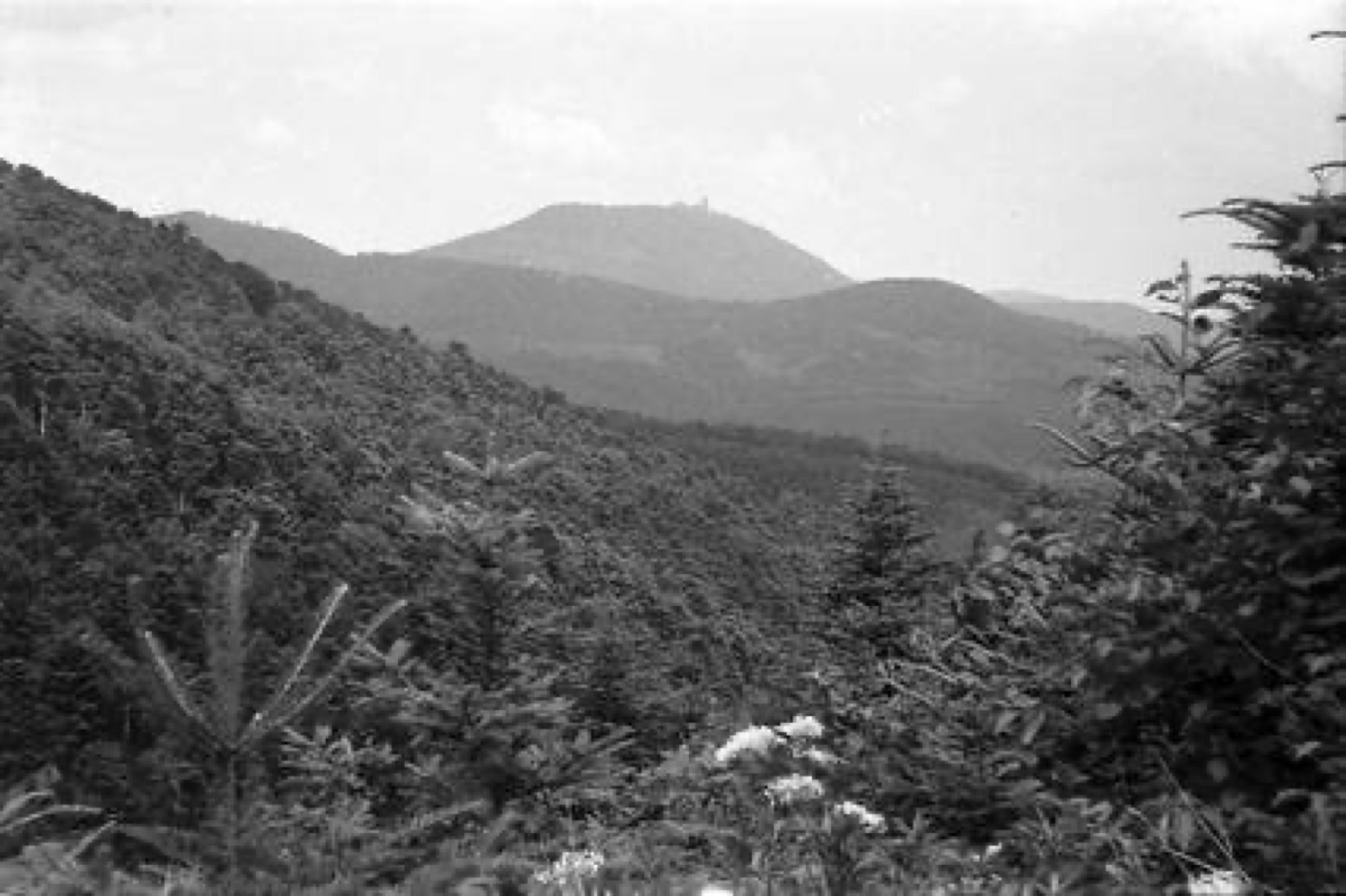 Tannenkirch: Blick auf die Königsburg, mit Vordergrund, Königsburg